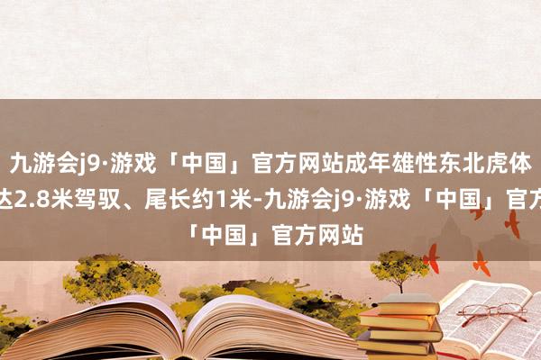 九游会j9·游戏「中国」官方网站成年雄性东北虎体长可达2.8米驾驭、尾长约1米-九游会j9·游戏「中国」官方网站